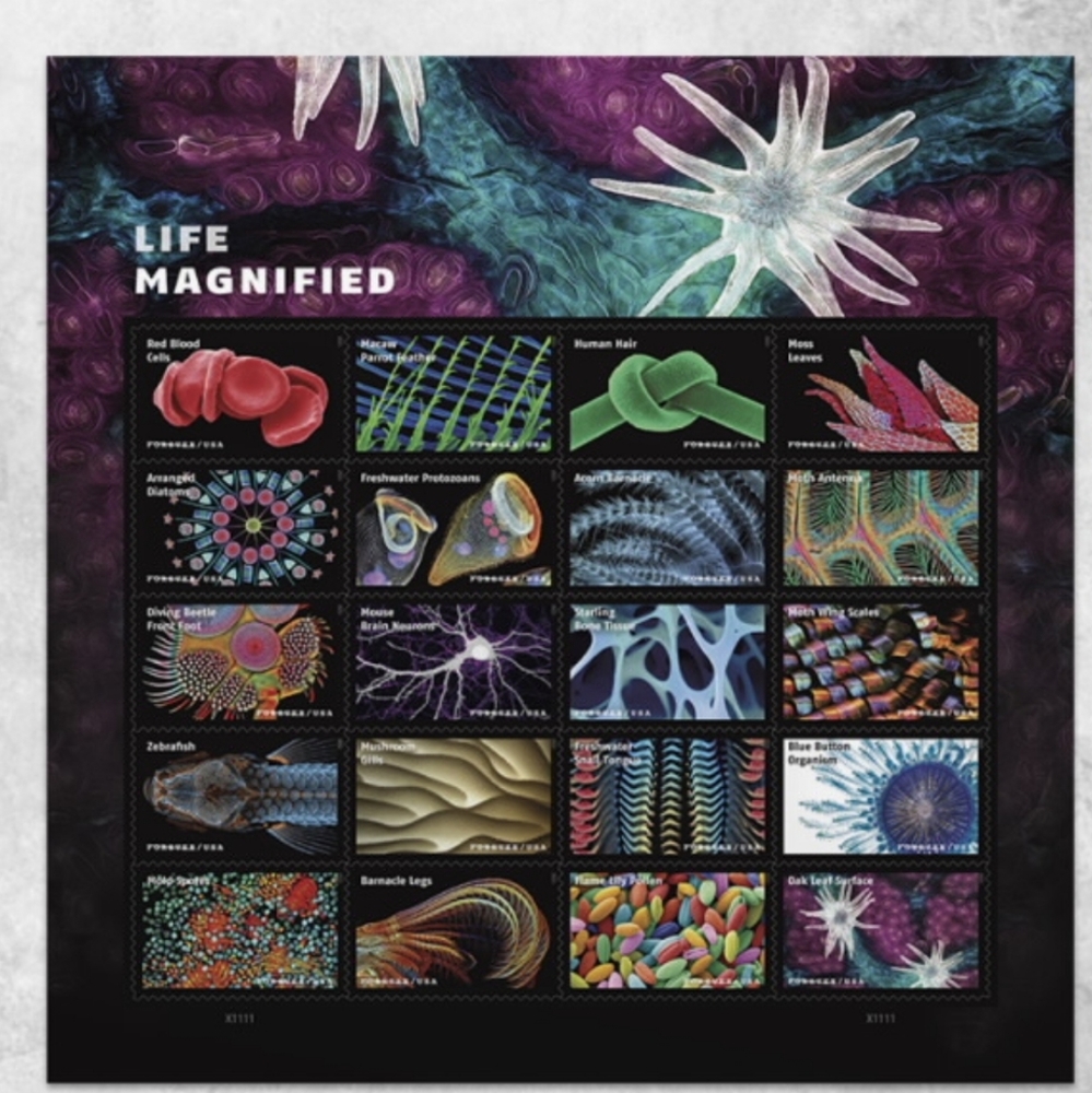100 Life Magnified 2023 Forever Postage Stamps US Postal USPS Wedding Invitation